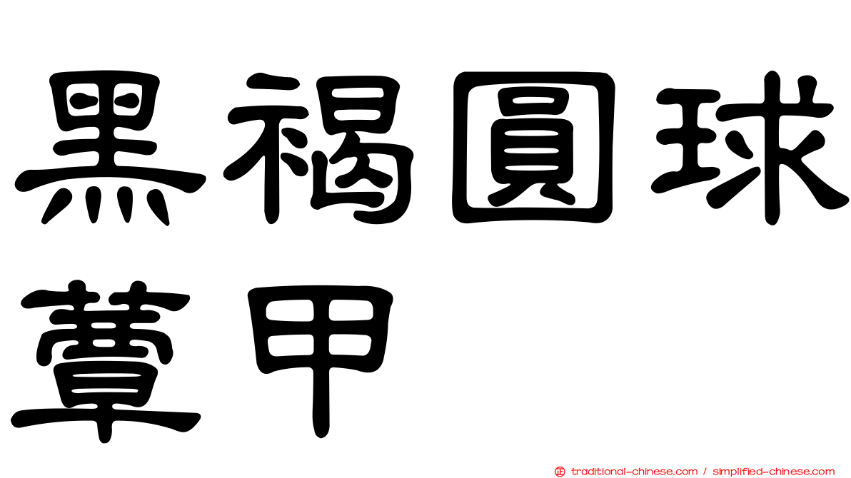 黑褐圓球蕈甲