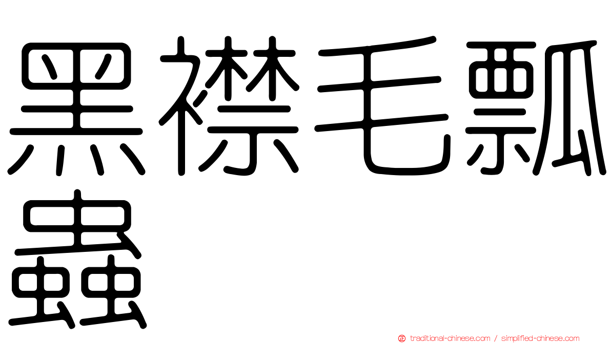 黑襟毛瓢蟲