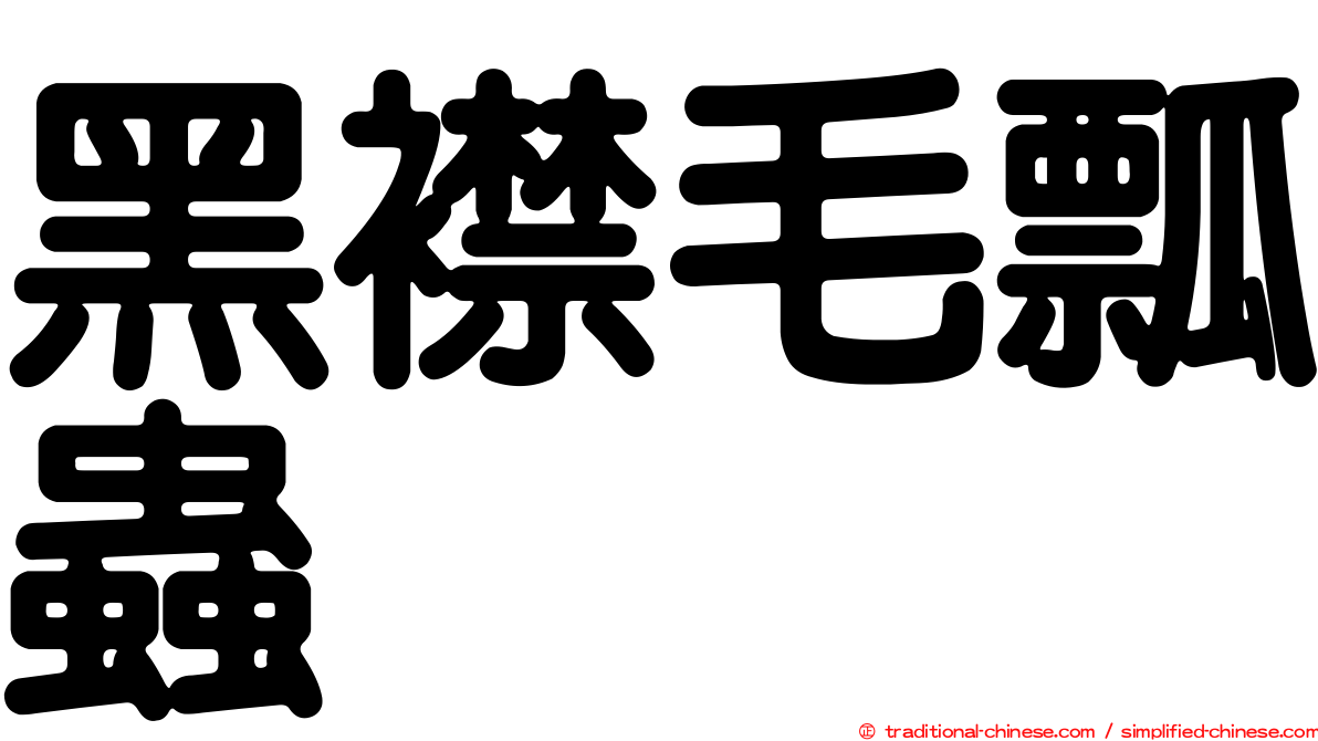 黑襟毛瓢蟲