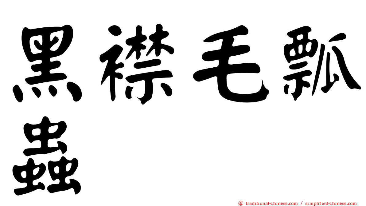 黑襟毛瓢蟲