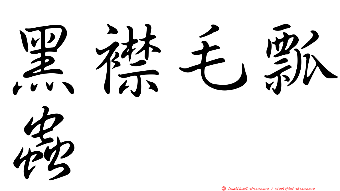 黑襟毛瓢蟲