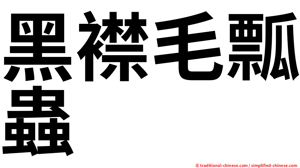 黑襟毛瓢蟲