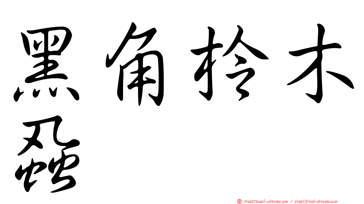 黑角柃木蝨