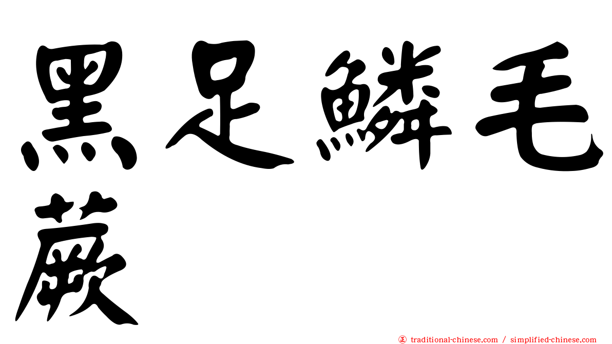 黑足鱗毛蕨