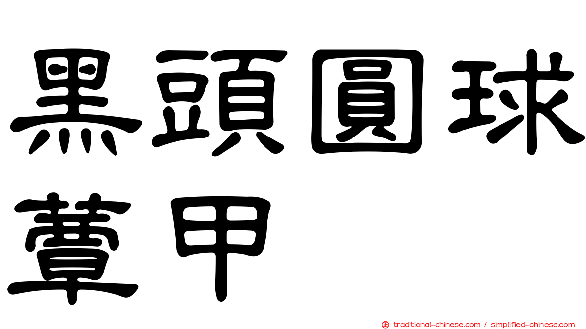 黑頭圓球蕈甲