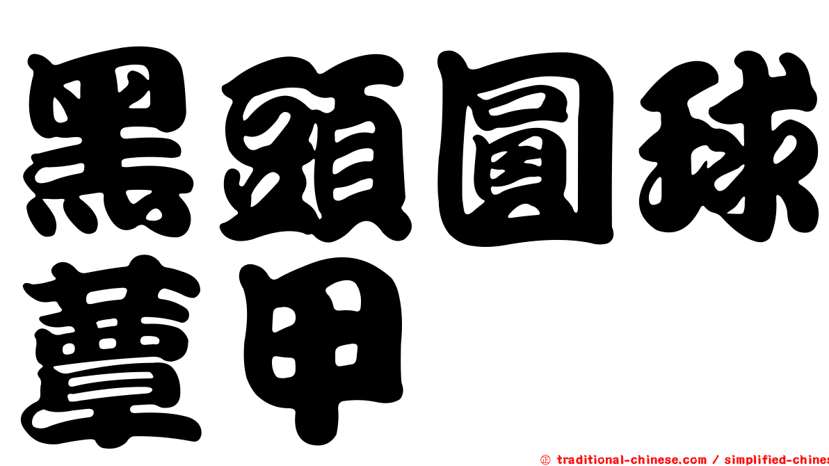 黑頭圓球蕈甲