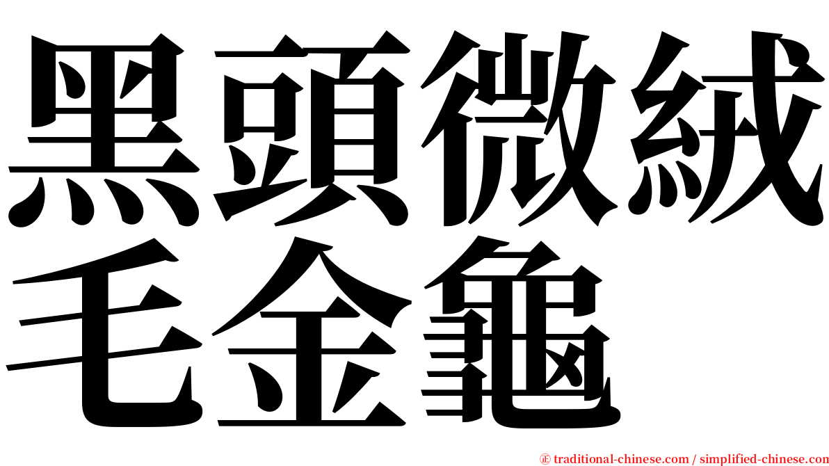 黑頭微絨毛金龜 serif font