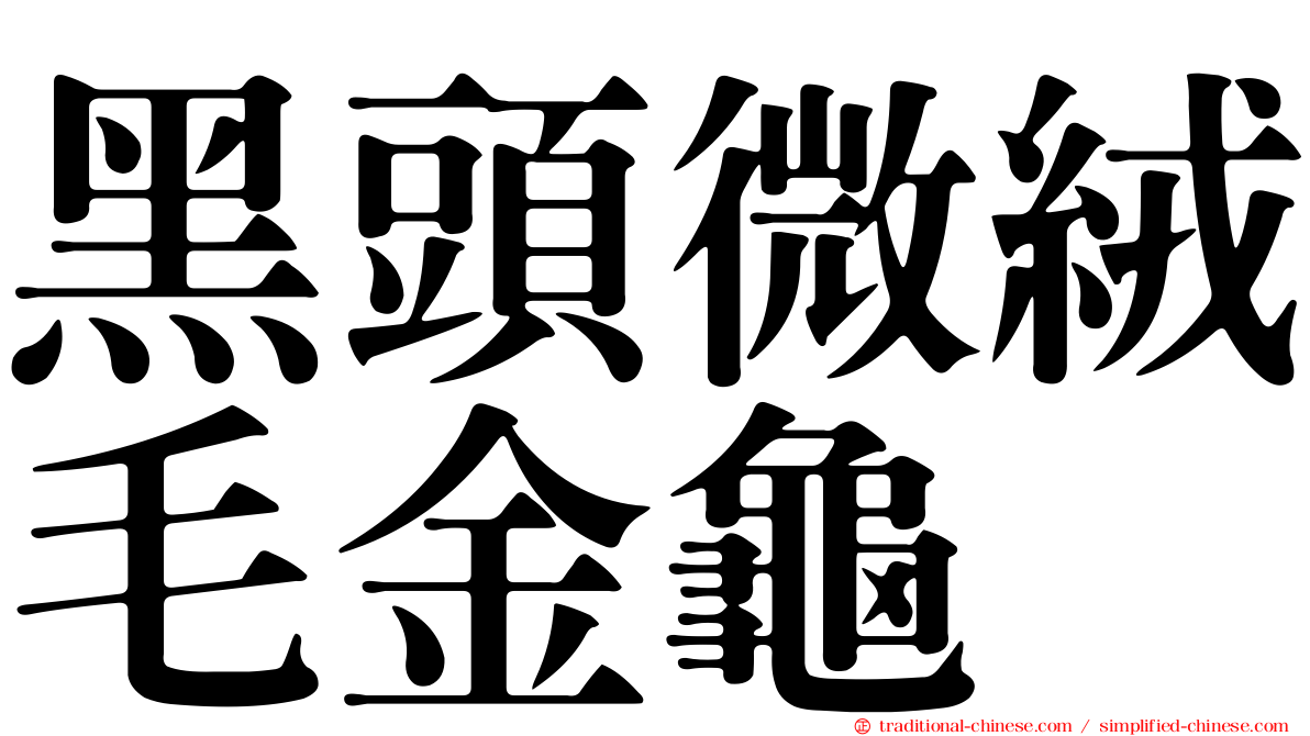 黑頭微絨毛金龜