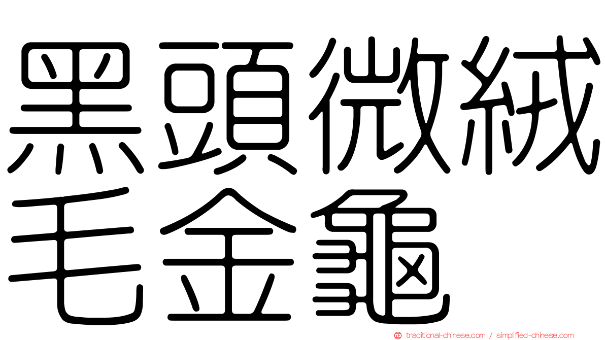 黑頭微絨毛金龜