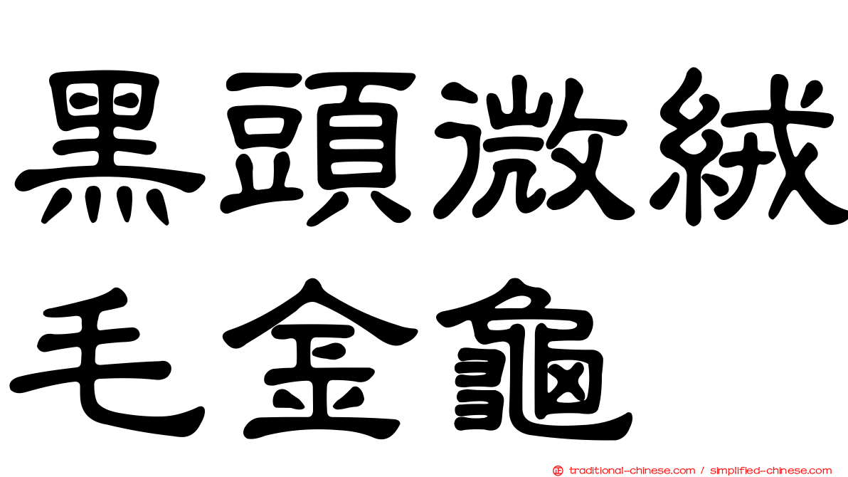 黑頭微絨毛金龜