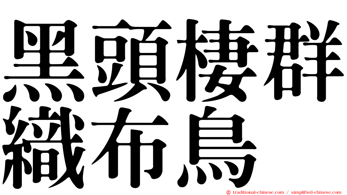 黑頭棲群織布鳥