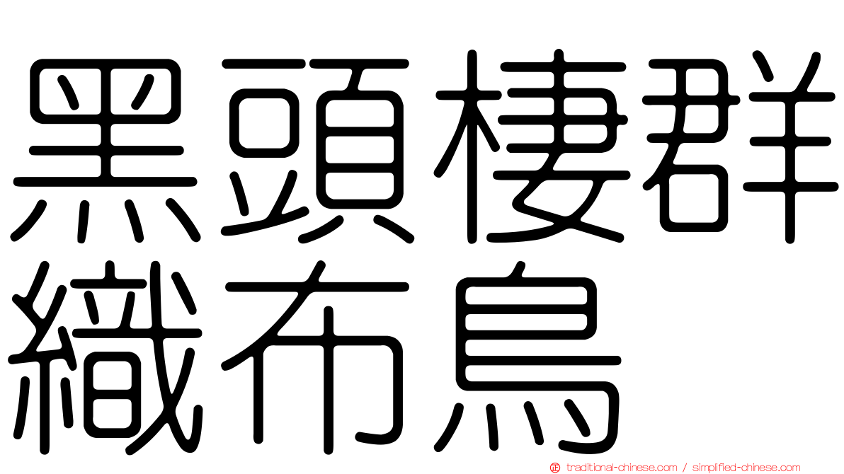 黑頭棲群織布鳥