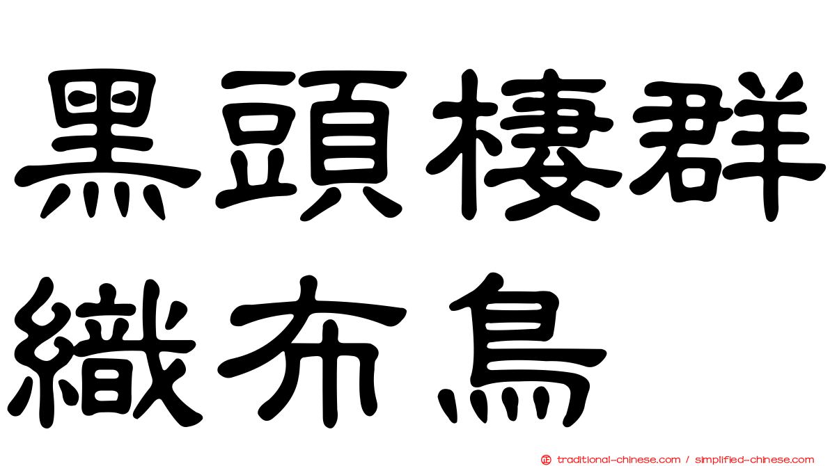 黑頭棲群織布鳥