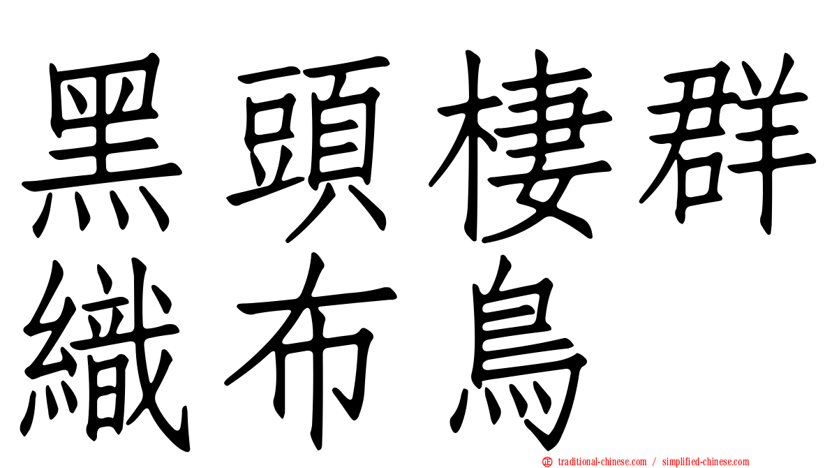 黑頭棲群織布鳥