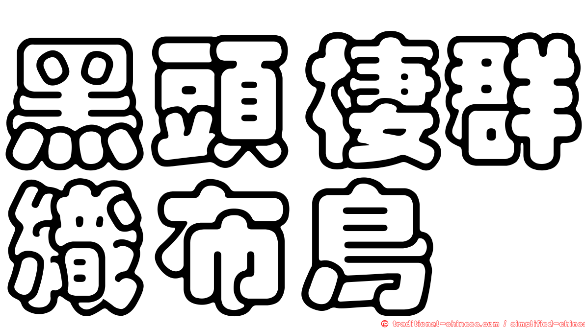 黑頭棲群織布鳥
