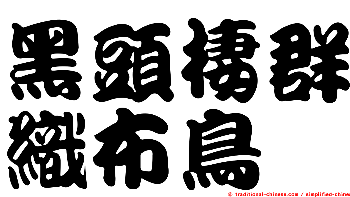 黑頭棲群織布鳥