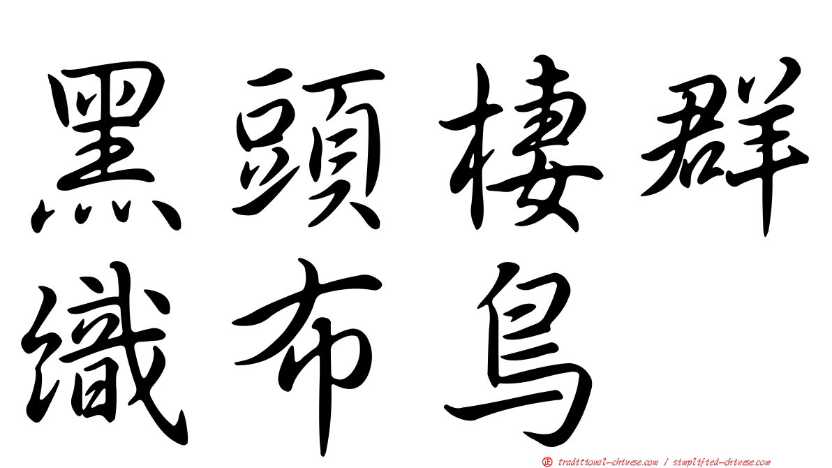 黑頭棲群織布鳥