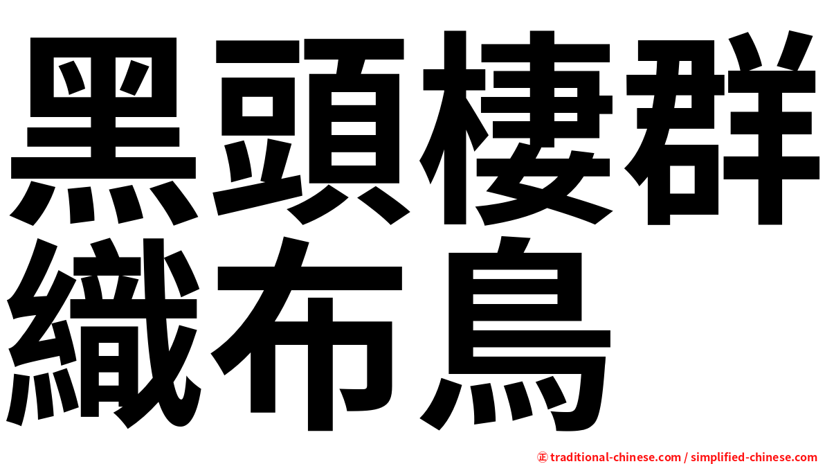 黑頭棲群織布鳥