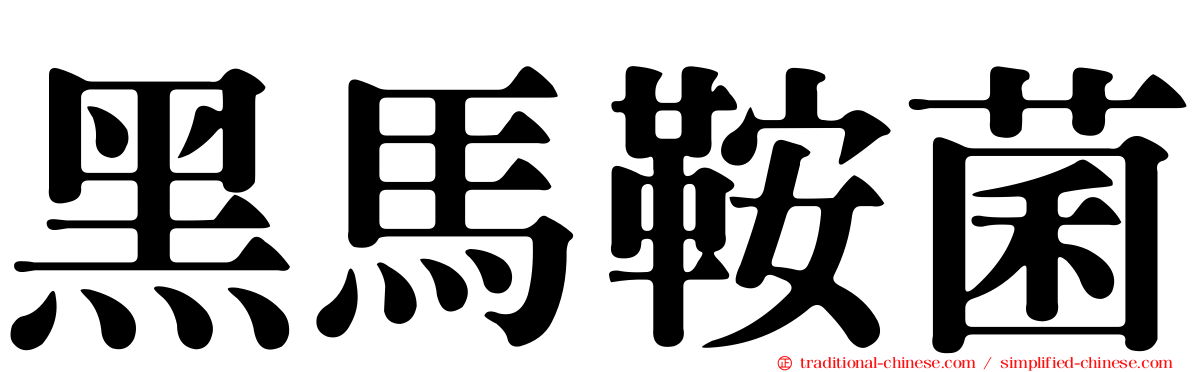 黑馬鞍菌