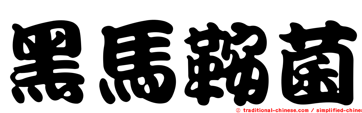 黑馬鞍菌