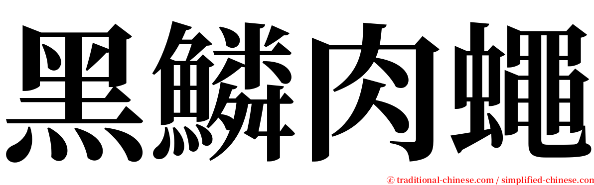 黑鱗肉蠅 serif font