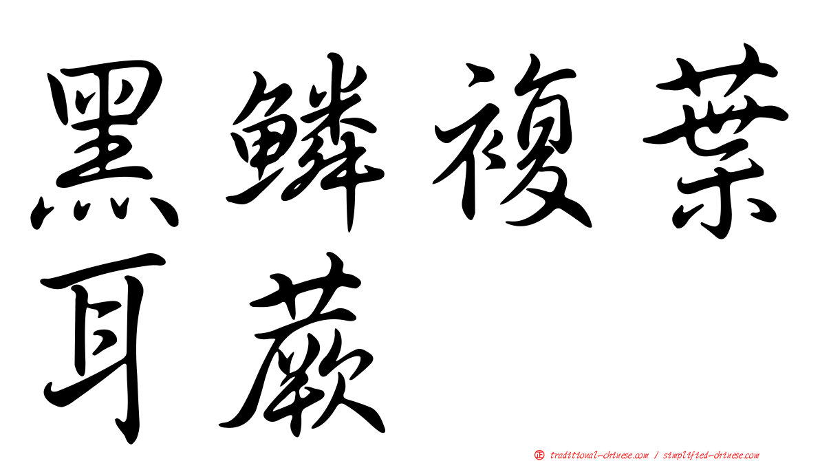 黑鱗複葉耳蕨