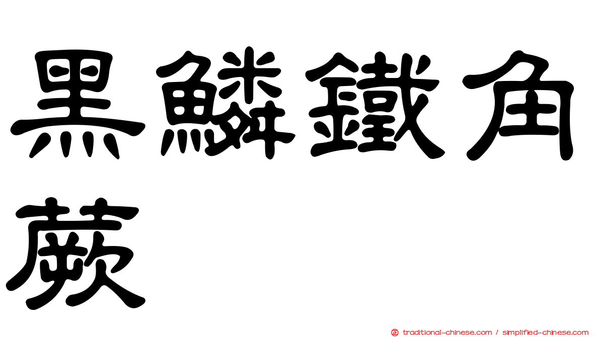 黑鱗鐵角蕨