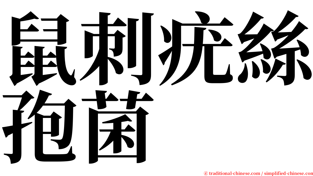 鼠刺疣絲孢菌 serif font