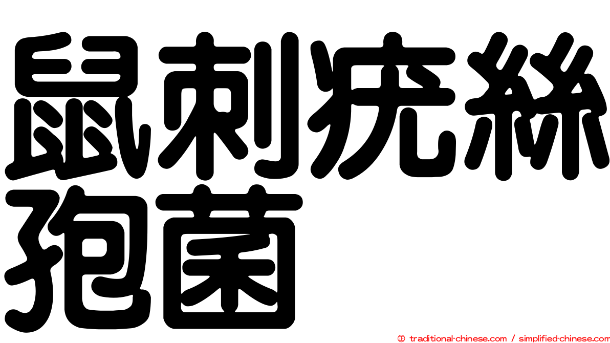 鼠刺疣絲孢菌