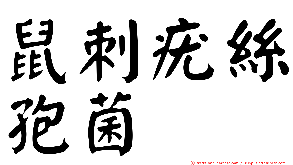 鼠刺疣絲孢菌
