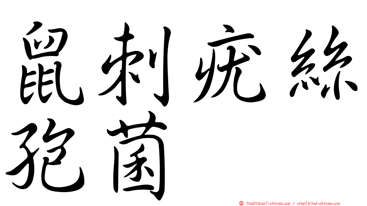 鼠刺疣絲孢菌