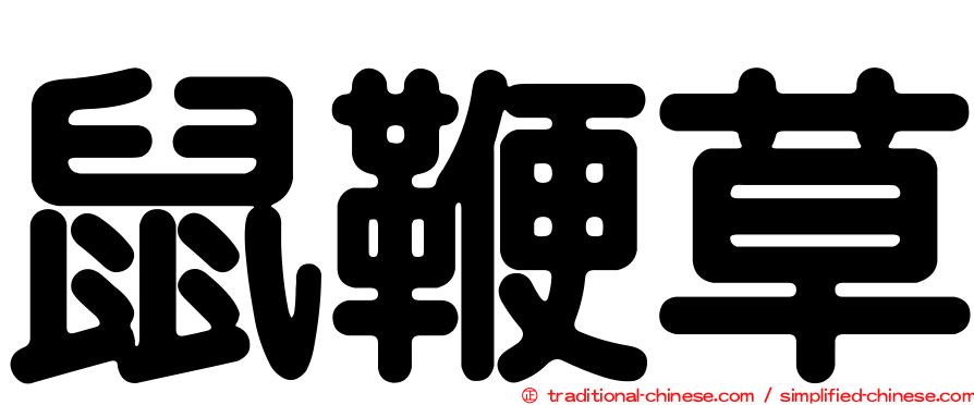 鼠鞭草