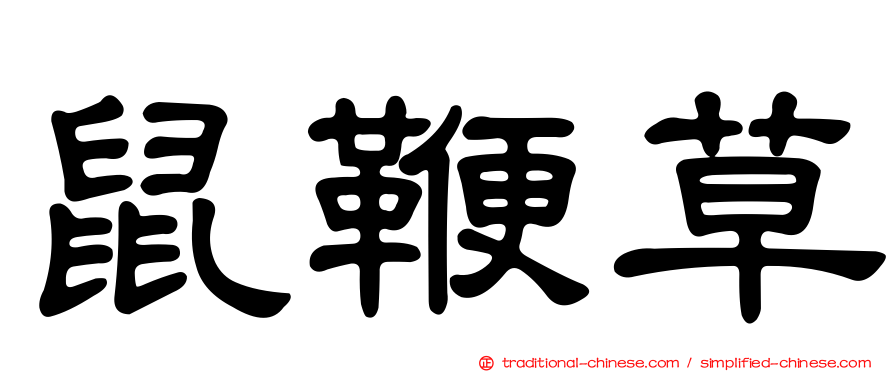 鼠鞭草