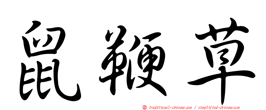 鼠鞭草