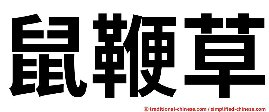 鼠鞭草