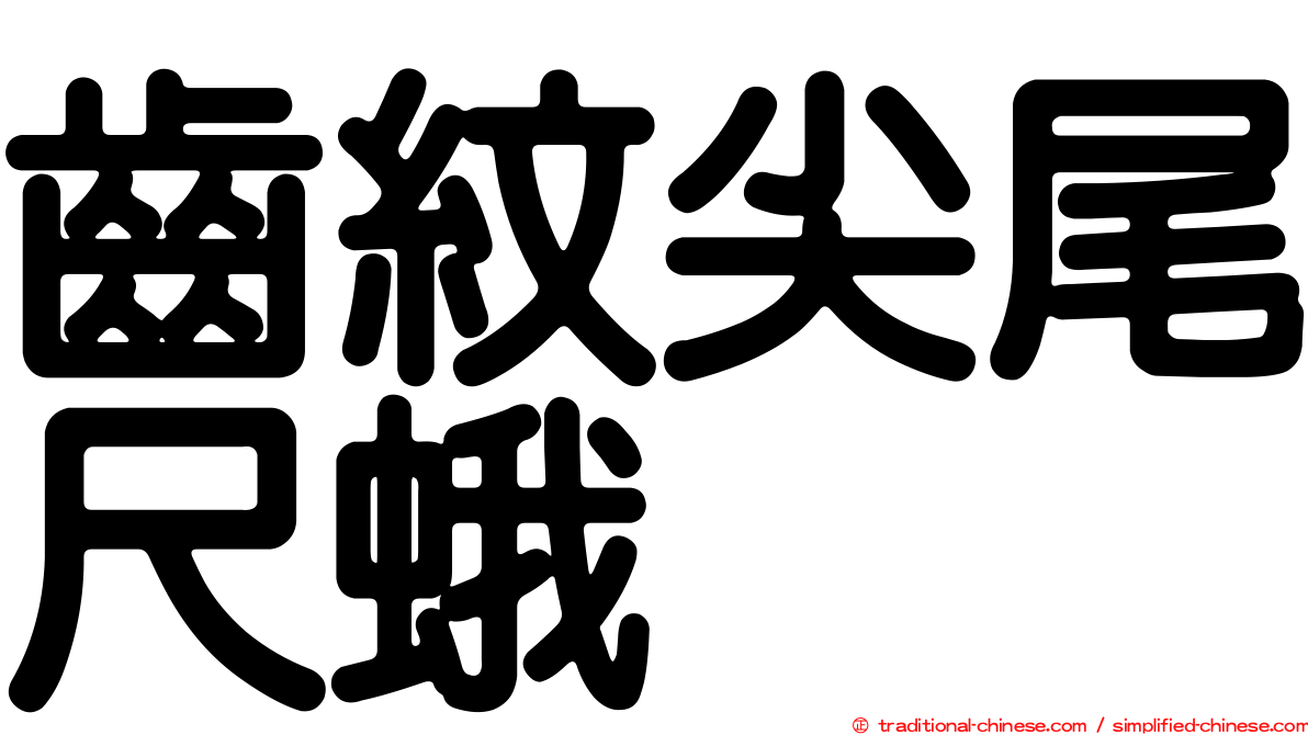 齒紋尖尾尺蛾