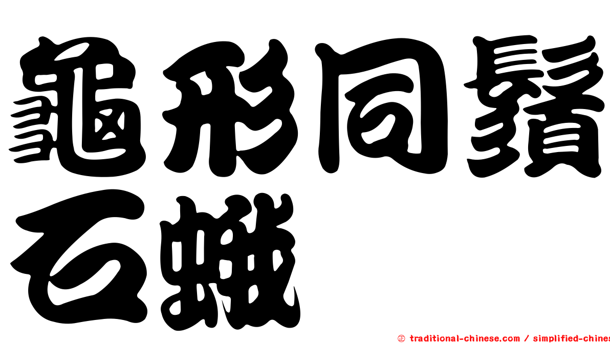 龜形同鬚石蛾
