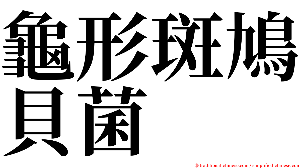 龜形斑鳩貝菌 serif font