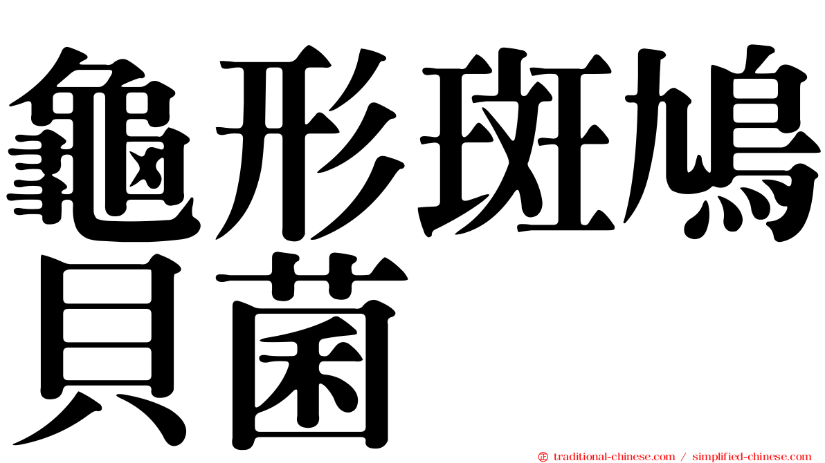龜形斑鳩貝菌