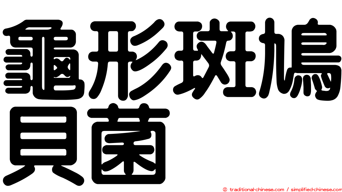 龜形斑鳩貝菌