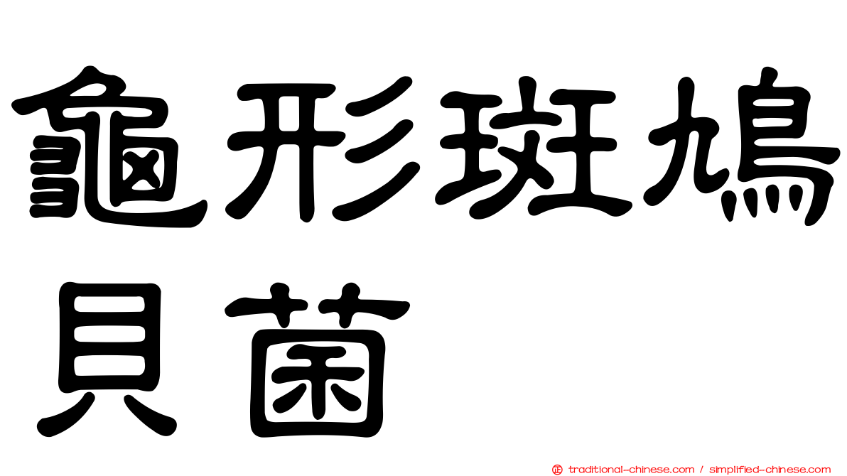 龜形斑鳩貝菌