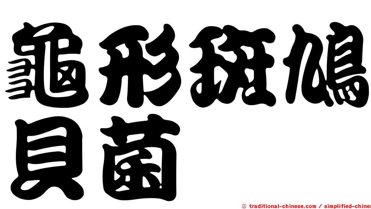 龜形斑鳩貝菌