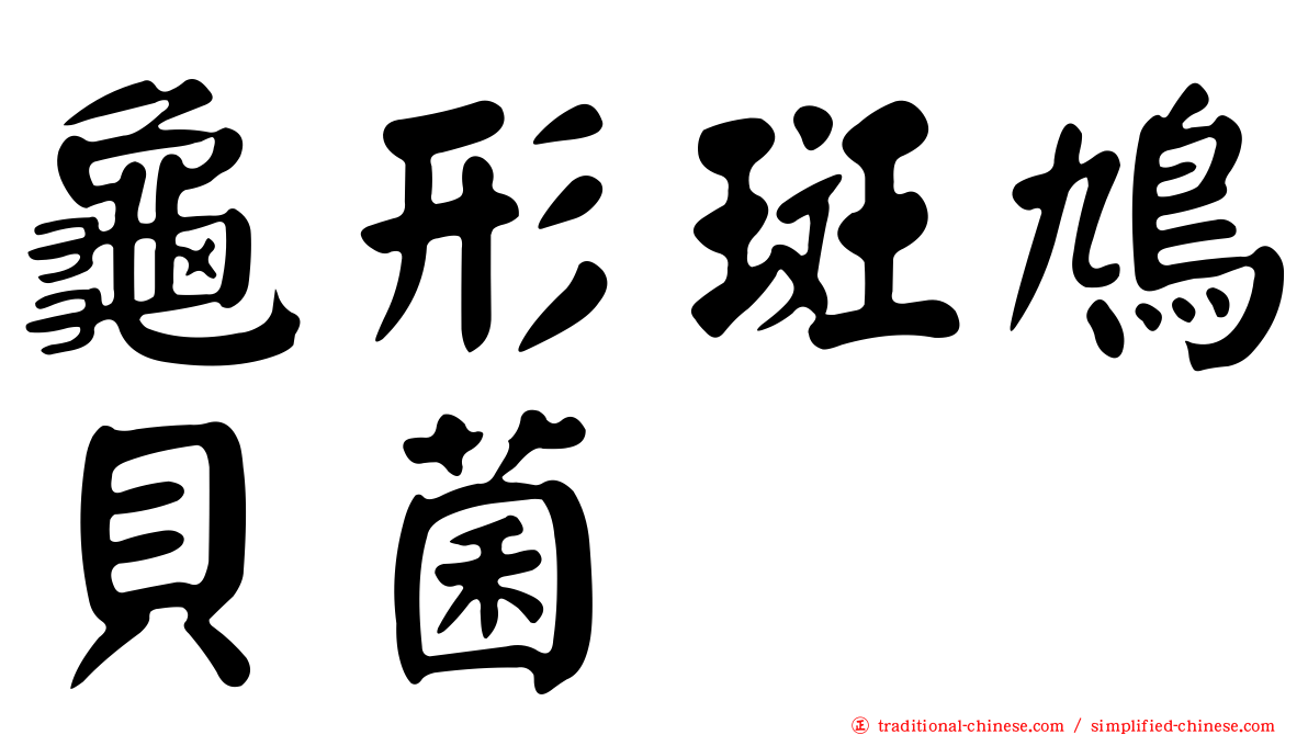 龜形斑鳩貝菌
