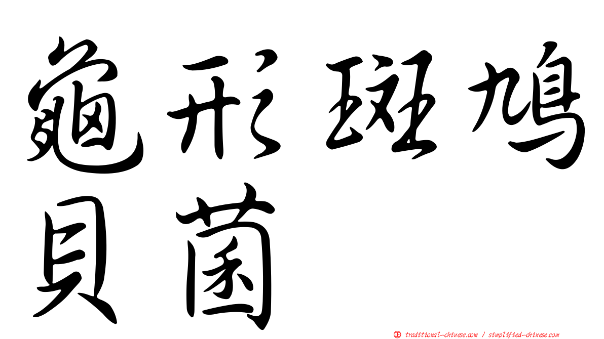龜形斑鳩貝菌