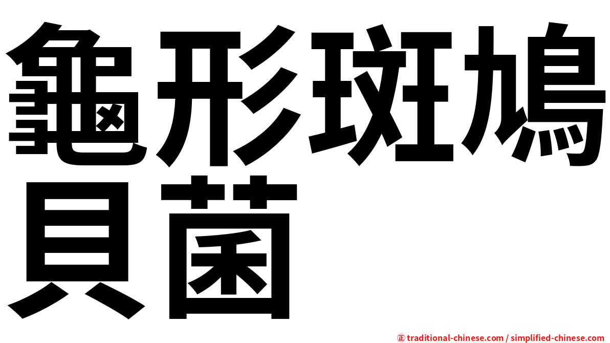 龜形斑鳩貝菌